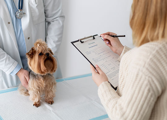 Identifying What's Not Included in Dog Insurance