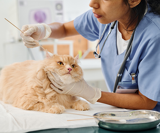 What is usually included in cat insurance coverage