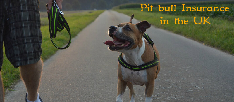 Pit bull Insurance in the UK Things pet owners must know Pit bull Insurance in the UK Things pet owners must know