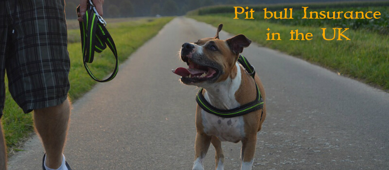 Pit bull Insurance in the UK – Things pet owners must know!